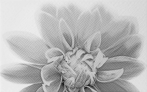 Декор 25х40 Камелия черный 03 : фотография 1